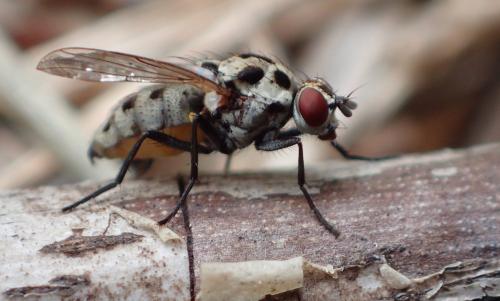 Réf. 297 900 : Anthomyia pluvialis